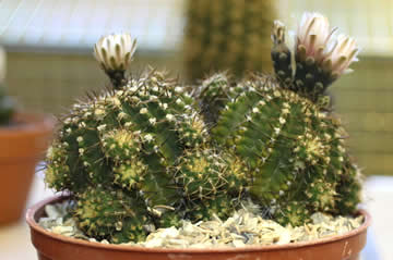 Gymnocalycium riojense